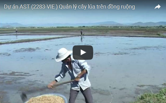 Dự án AST (2283-VIE ) Quản lý cây lúa trên đồng ruộng
